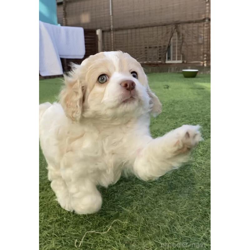 成約済ののコッカプー:アメリカンコッカースパニエル×トイプードル-433675