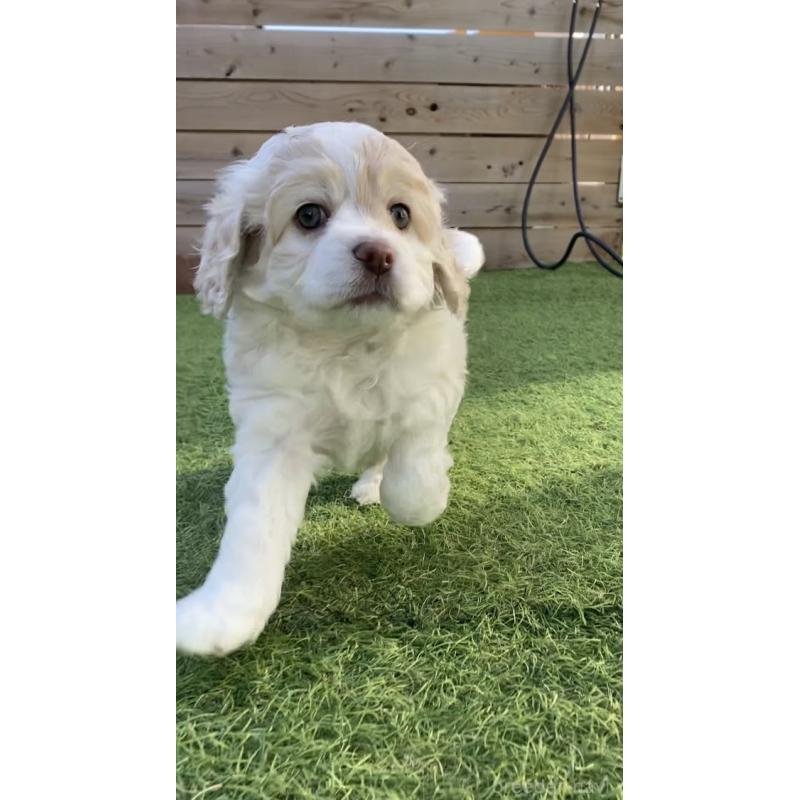 成約済の茨城県のコッカプー:アメリカンコッカースパニエル×トイプードル-433675の4枚目