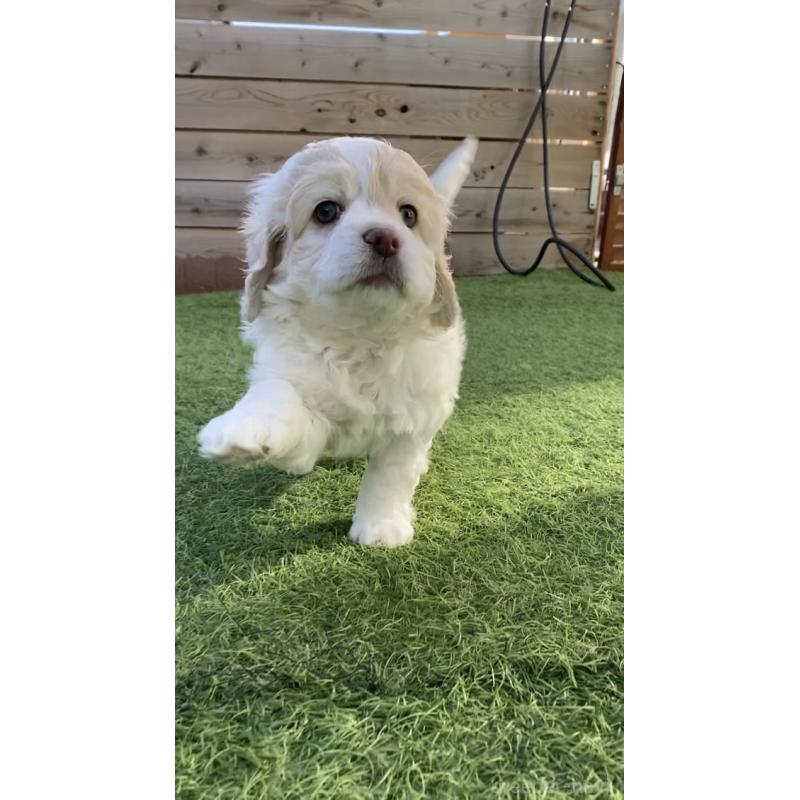 成約済の茨城県のコッカプー:アメリカンコッカースパニエル×トイプードル-433675の3枚目