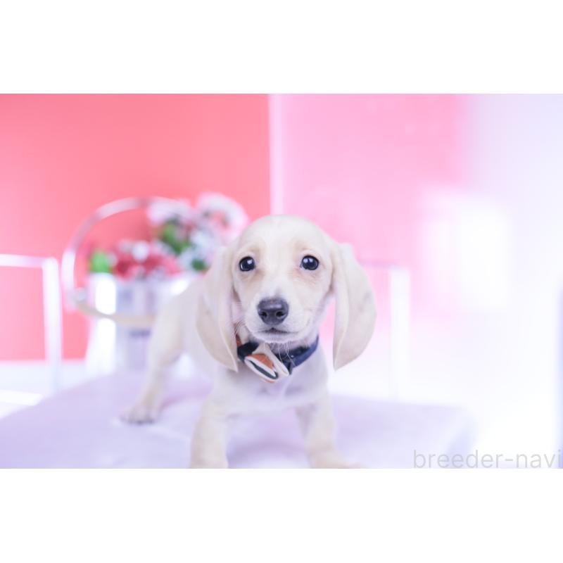 販売中の愛知県のカニンヘンダックスフンド(スムースヘアード)-432044の15枚目