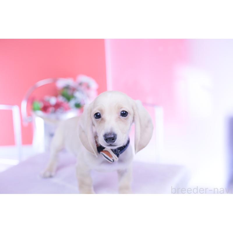 販売中の愛知県のカニンヘンダックスフンド(スムースヘアード)-432044の14枚目