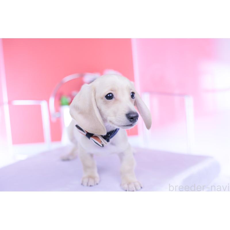 販売中の愛知県のカニンヘンダックスフンド(スムースヘアード)-432044の13枚目