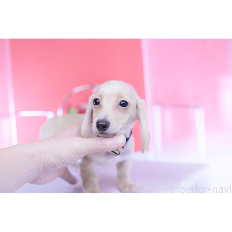 販売中の愛知県のカニンヘンダックスフンド(スムースヘアード)-432044の12枚目