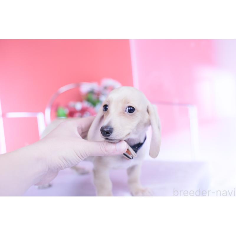 販売中の愛知県のカニンヘンダックスフンド(スムースヘアード)-432044の11枚目