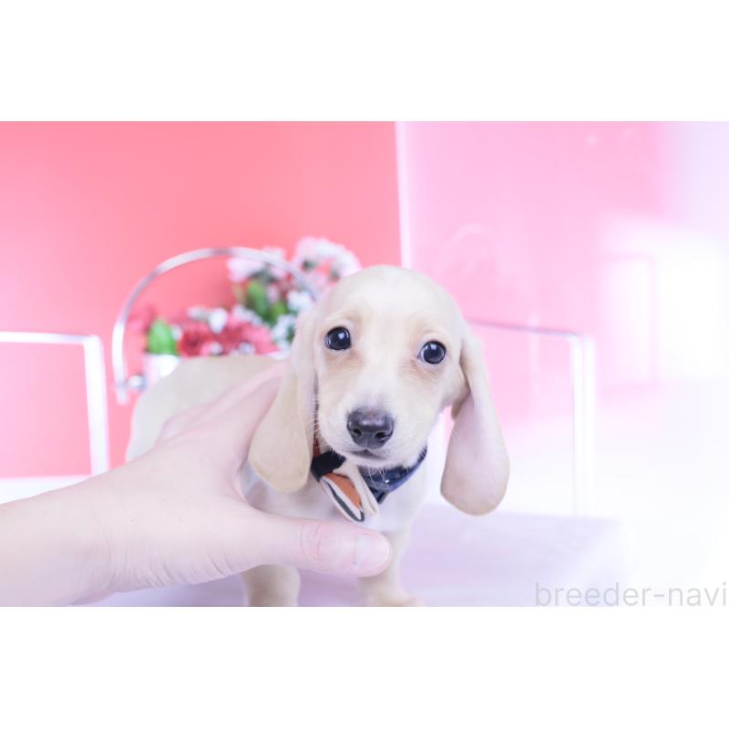 販売中の愛知県のカニンヘンダックスフンド(スムースヘアード)-432044の10枚目