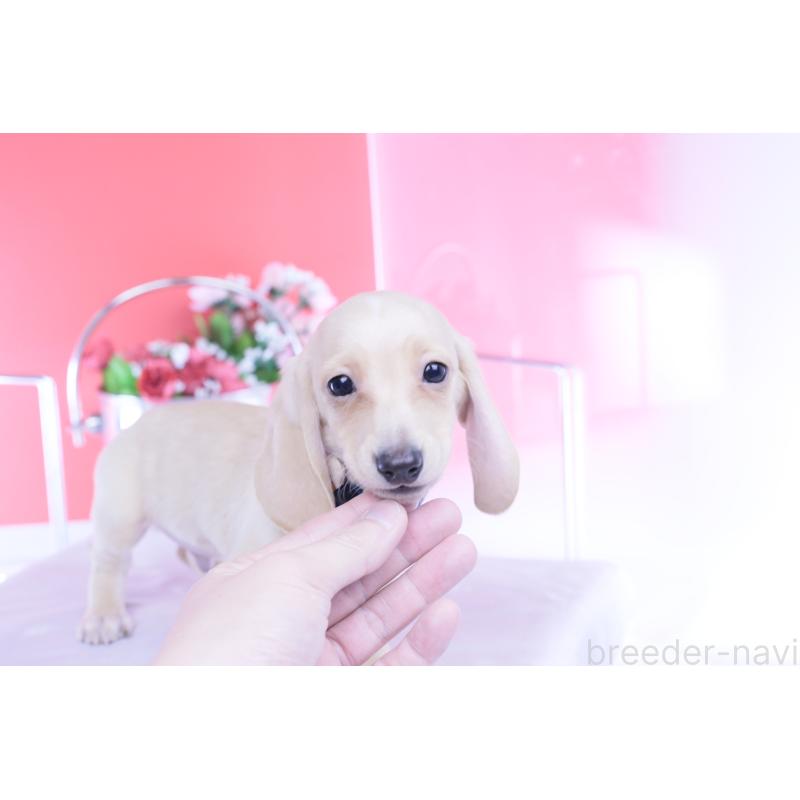 販売中の愛知県のカニンヘンダックスフンド(スムースヘアード)-432044の9枚目