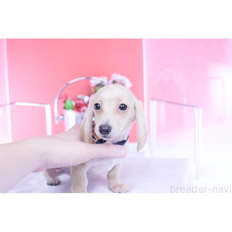 販売中の愛知県のカニンヘンダックスフンド(スムースヘアード)-432044の8枚目