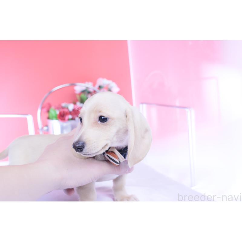 販売中の愛知県のカニンヘンダックスフンド(スムースヘアード)-432044の7枚目