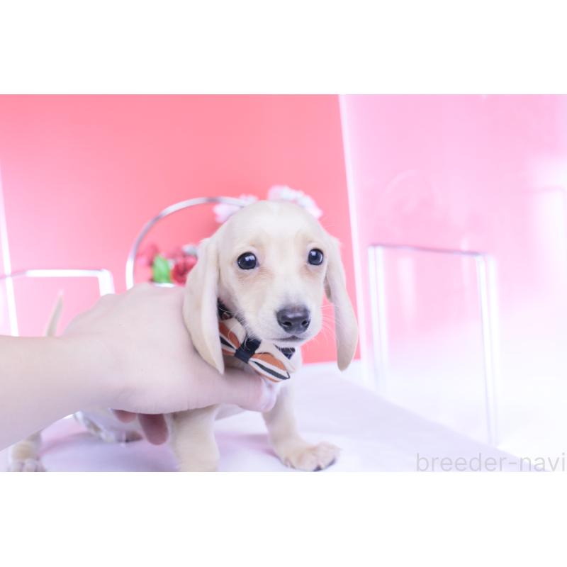 販売中の愛知県のカニンヘンダックスフンド(スムースヘアード)-432044の6枚目