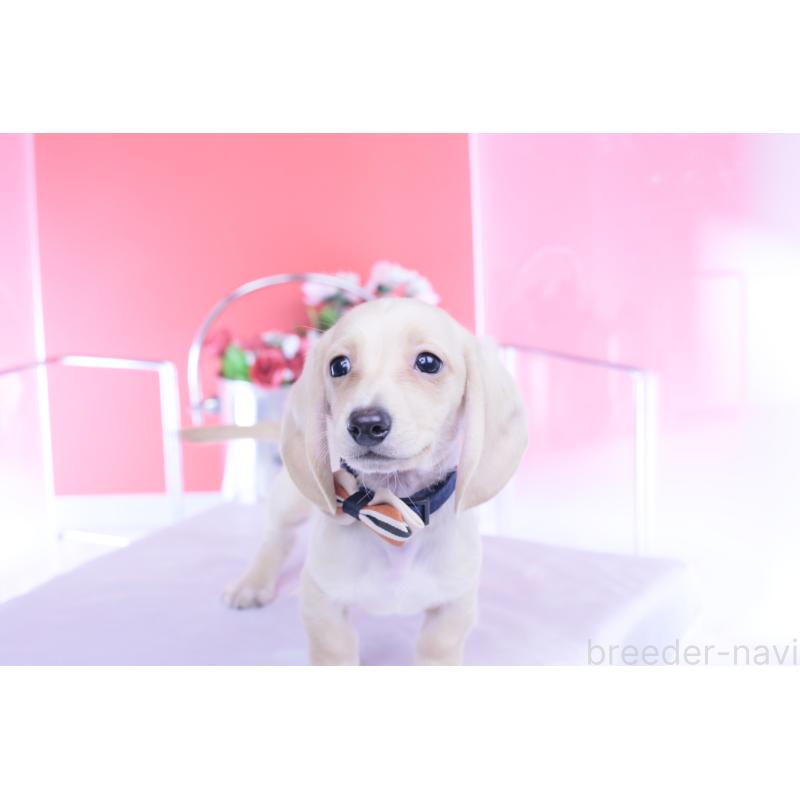 販売中の愛知県のカニンヘンダックスフンド(スムースヘアード)-432044の5枚目