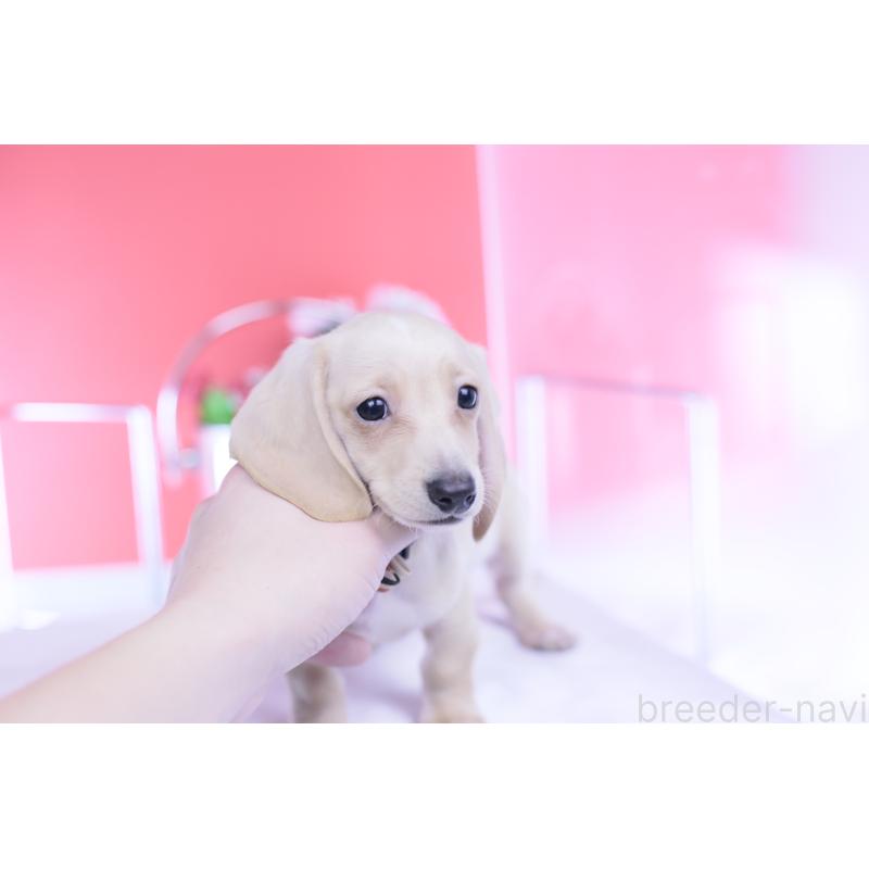 販売中の愛知県のカニンヘンダックスフンド(スムースヘアード)-432044の4枚目