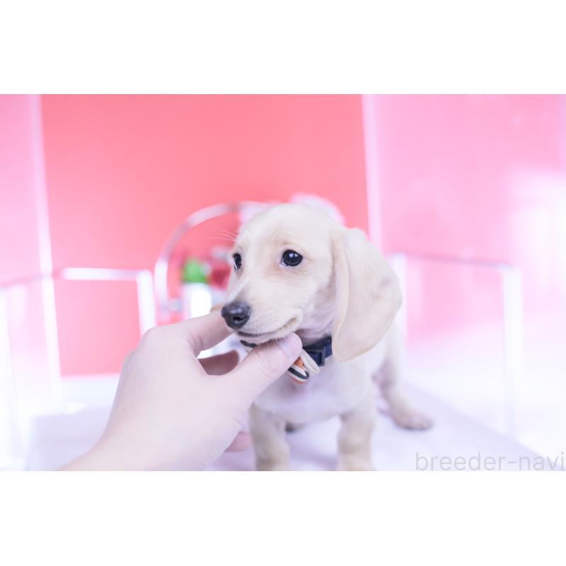 販売中の愛知県のカニンヘンダックスフンド(スムースヘアード)-432044の2枚目