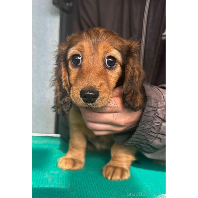 販売中の愛知県のミニチュアダックスフンド(ロングヘアード)-438440の5枚目