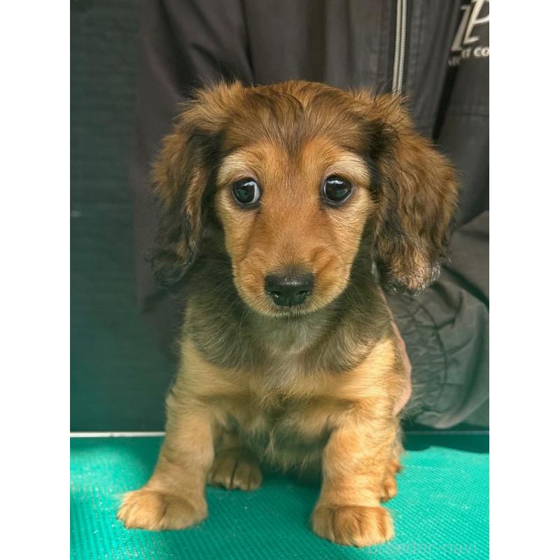 販売中の愛知県のミニチュアダックスフンド(ロングヘアード)-438440の4枚目