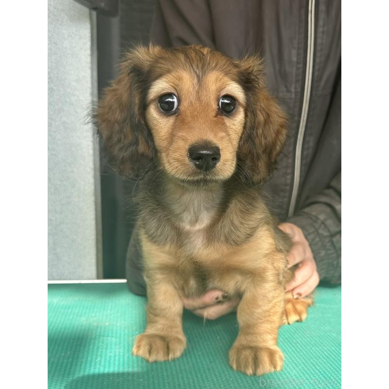 販売中の愛知県のミニチュアダックスフンド(ロングヘアード)-438440の3枚目