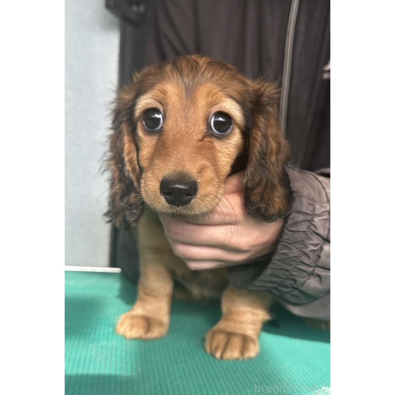 販売中の愛知県のミニチュアダックスフンド(ロングヘアード)-438440の1枚目