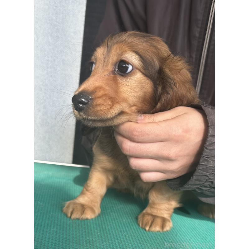 販売中の愛知県のミニチュアダックスフンド(ロングヘアード)-438440の2枚目