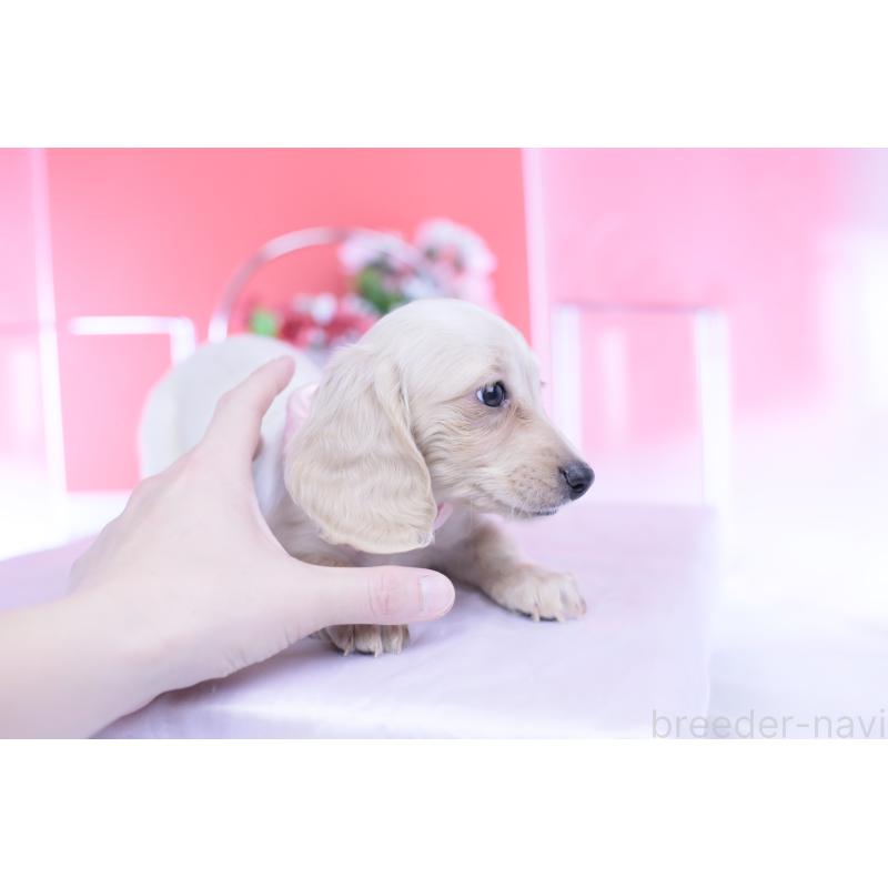 販売中の愛知県のカニンヘンダックスフンド(ロングヘアード)-432049の14枚目