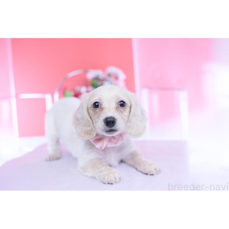 販売中の愛知県のカニンヘンダックスフンド(ロングヘアード)-432049の13枚目