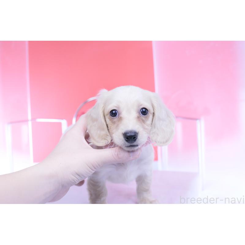 販売中の愛知県のカニンヘンダックスフンド(ロングヘアード)-432049の12枚目