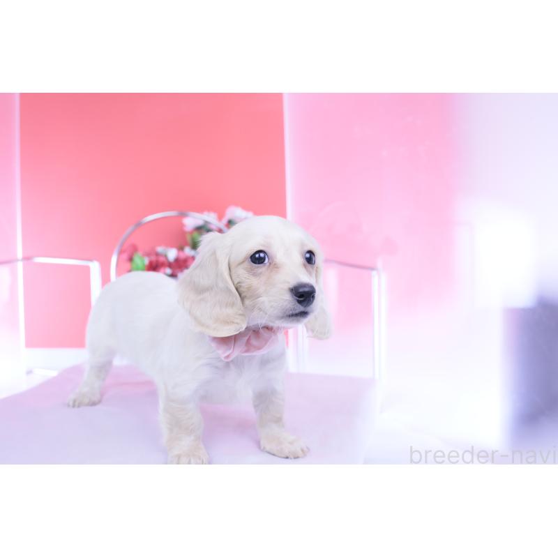 販売中の愛知県のカニンヘンダックスフンド(ロングヘアード)-432049の10枚目