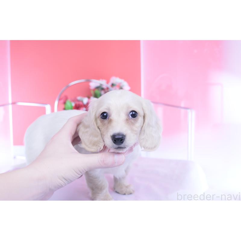 販売中の愛知県のカニンヘンダックスフンド(ロングヘアード)-432049の9枚目