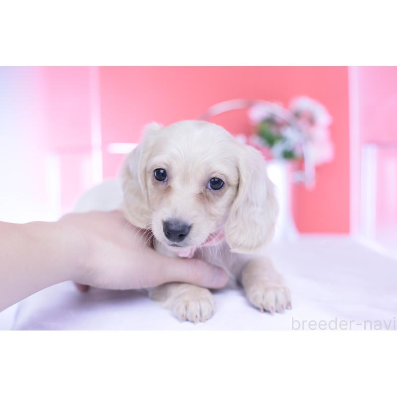 販売中の愛知県のカニンヘンダックスフンド(ロングヘアード)-432049の8枚目