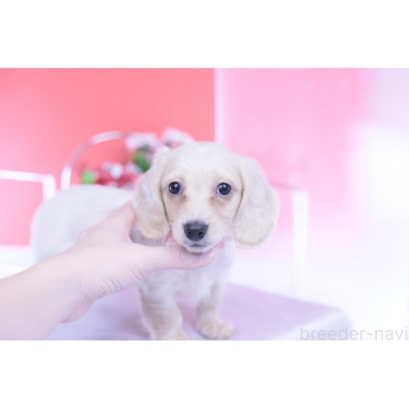 販売中の愛知県のカニンヘンダックスフンド(ロングヘアード)-432049の7枚目