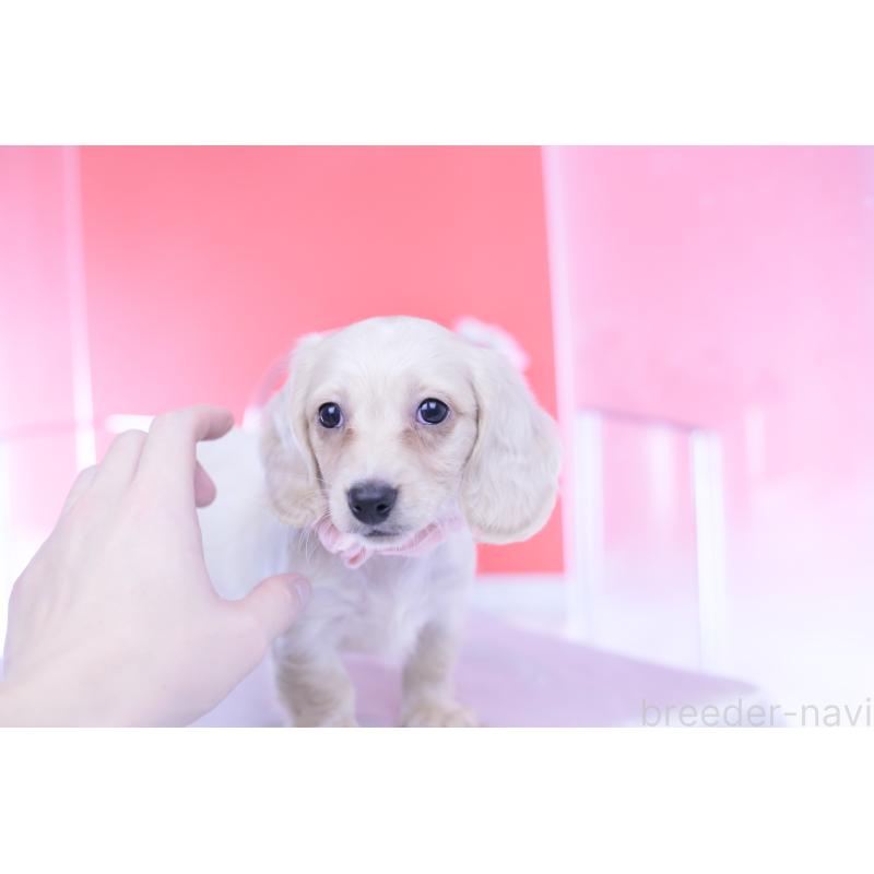 販売中の愛知県のカニンヘンダックスフンド(ロングヘアード)-432049の5枚目