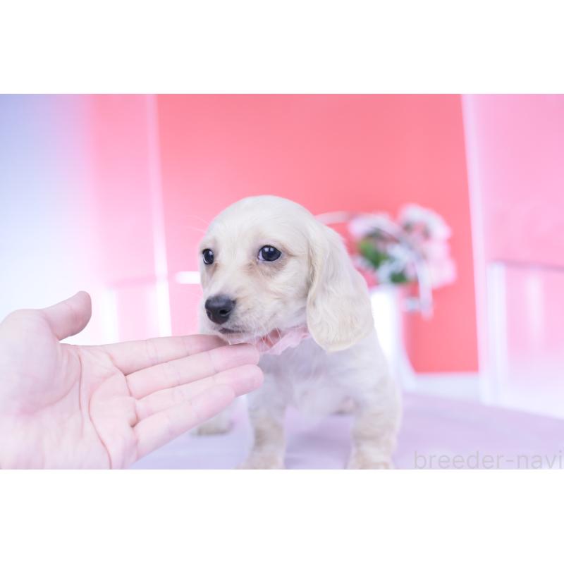 販売中の愛知県のカニンヘンダックスフンド(ロングヘアード)-432049の4枚目