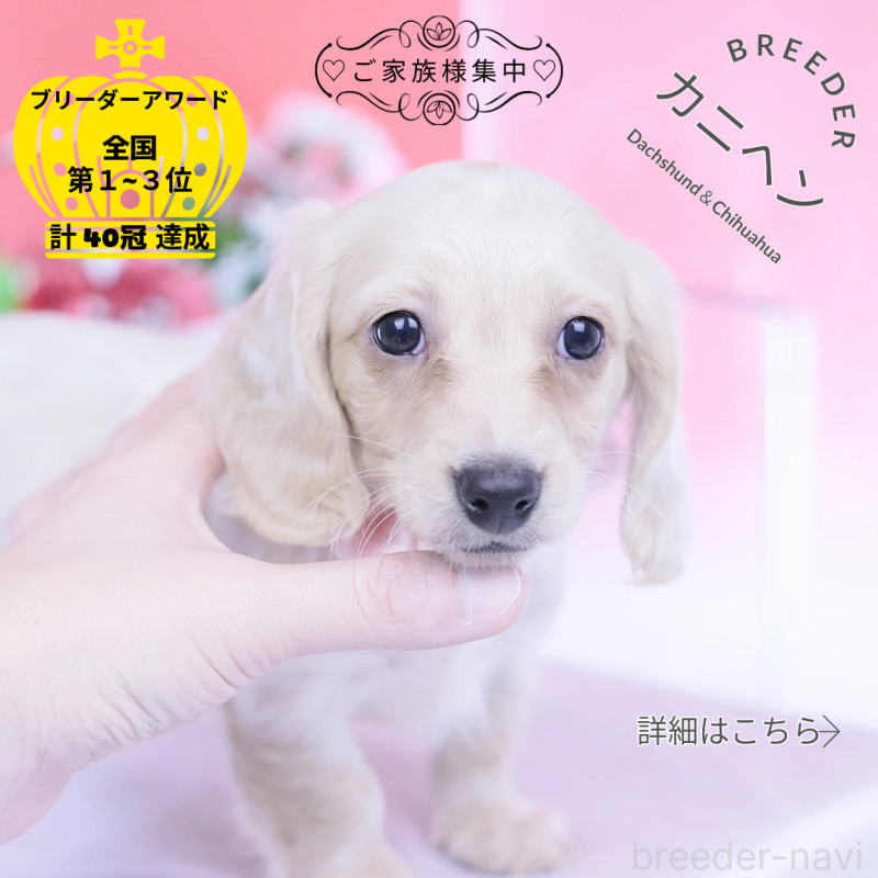 販売中の愛知県のカニンヘンダックスフンド(ロングヘアード)-432049の1枚目