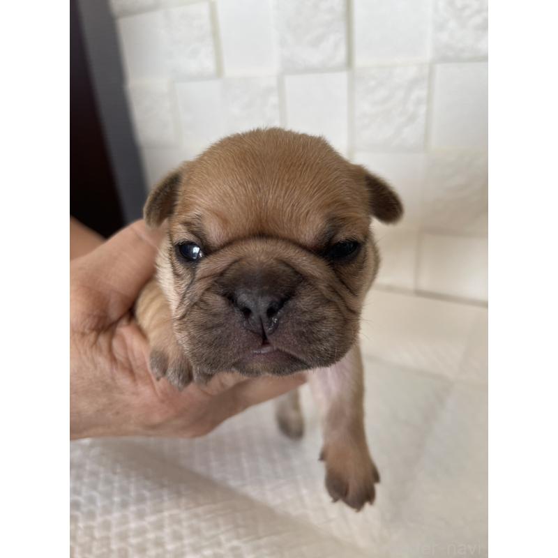 販売中の群馬県のフレンチブルドッグ-438441