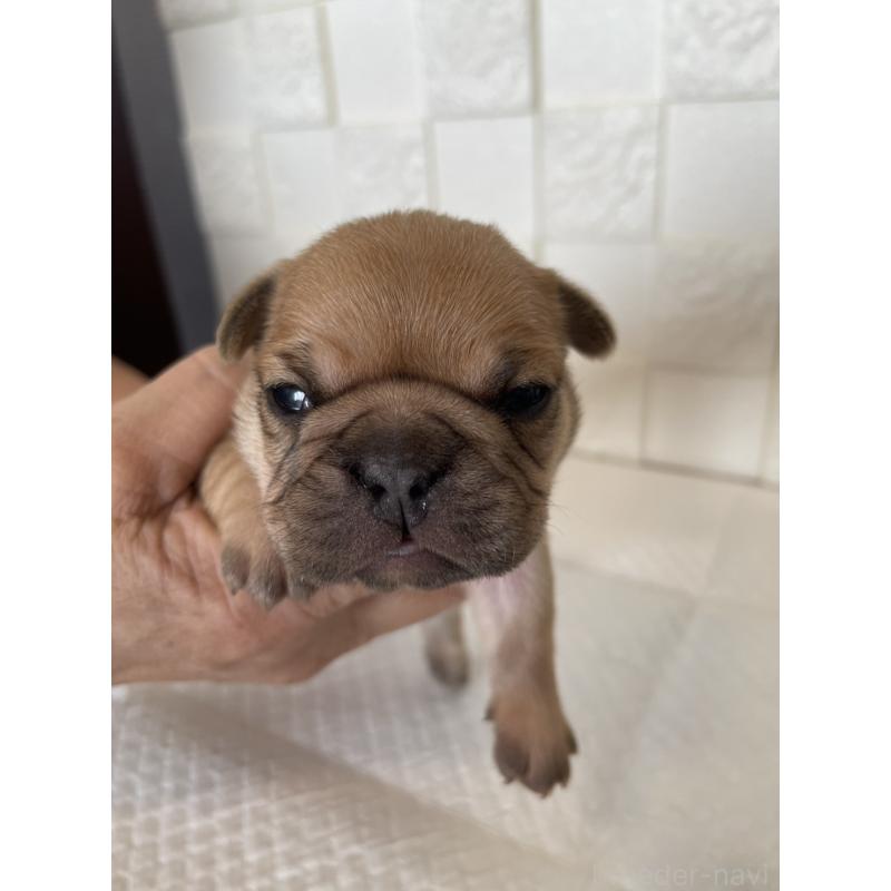 販売中の群馬県のフレンチブルドッグ-438441の12枚目