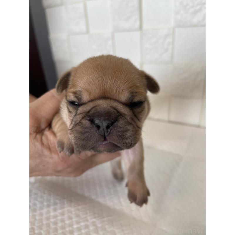 販売中の群馬県のフレンチブルドッグ-438441の11枚目