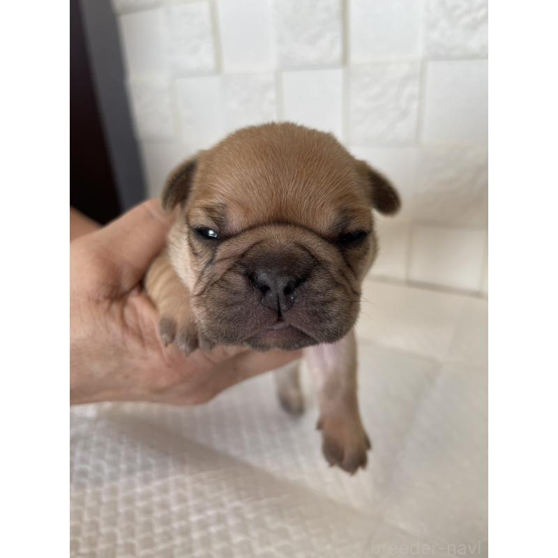 販売中の群馬県のフレンチブルドッグ-438441の9枚目