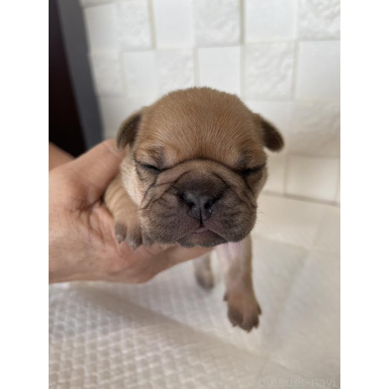 販売中の群馬県のフレンチブルドッグ-438441の8枚目