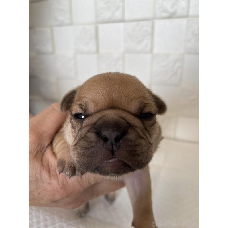 販売中の群馬県のフレンチブルドッグ-438441の7枚目