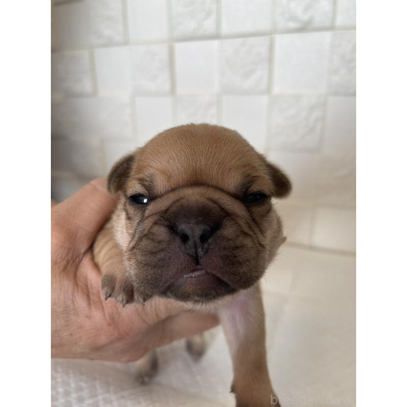 販売中の群馬県のフレンチブルドッグ-438441の6枚目