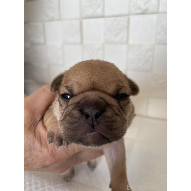 販売中の群馬県のフレンチブルドッグ-438441の5枚目