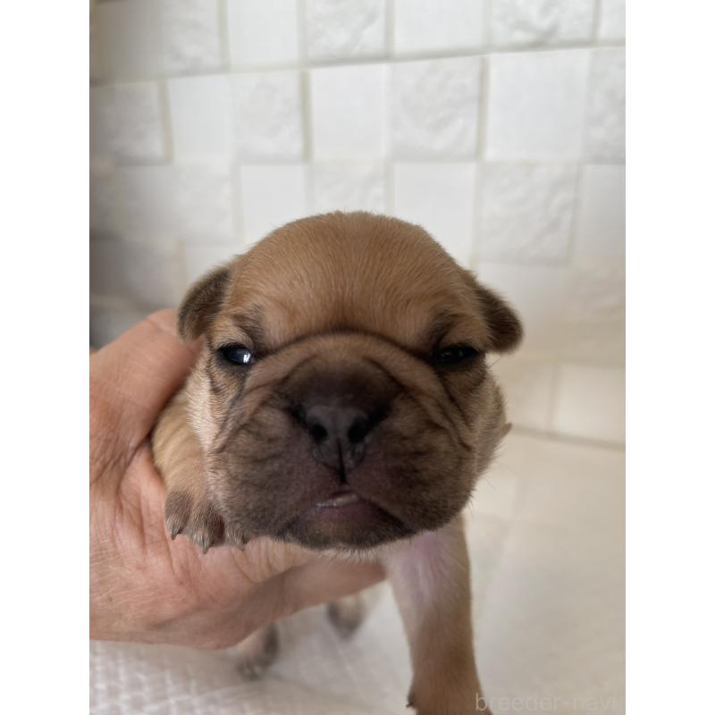 販売中の群馬県のフレンチブルドッグ-438441の4枚目