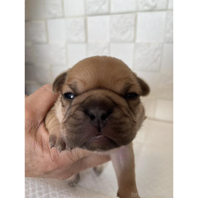 販売中の群馬県のフレンチブルドッグ-438441の3枚目