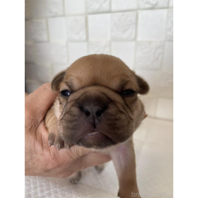 販売中の群馬県のフレンチブルドッグ-438441の2枚目