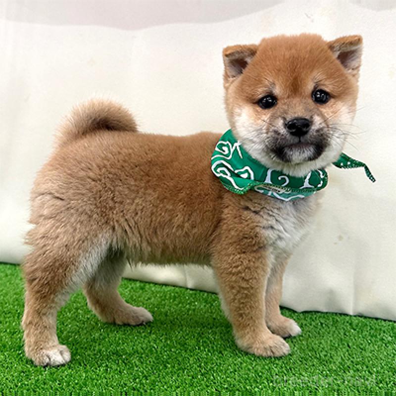 販売中の神奈川県の豆柴-437641