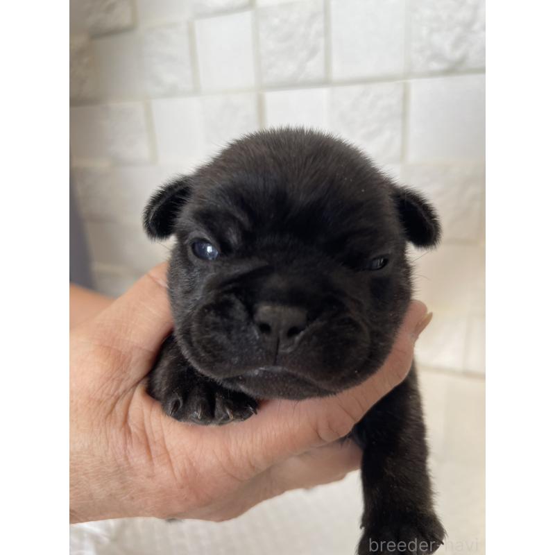 販売中の群馬県のフレンチブルドッグ-438442の1枚目