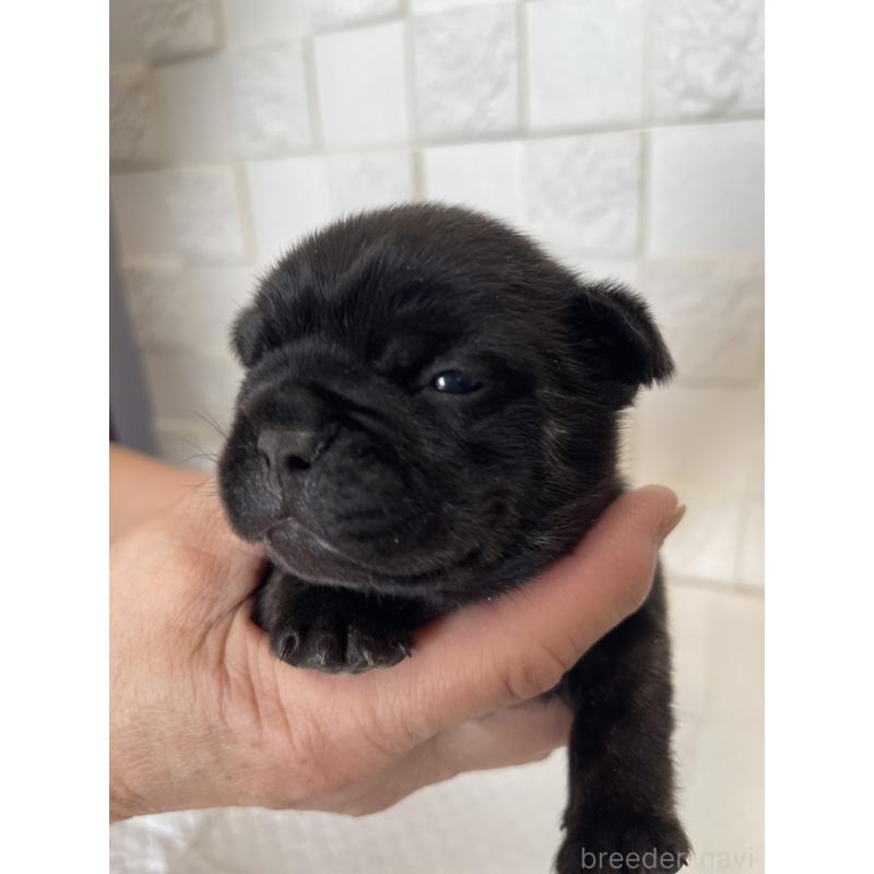 販売中の群馬県のフレンチブルドッグ-438442の5枚目