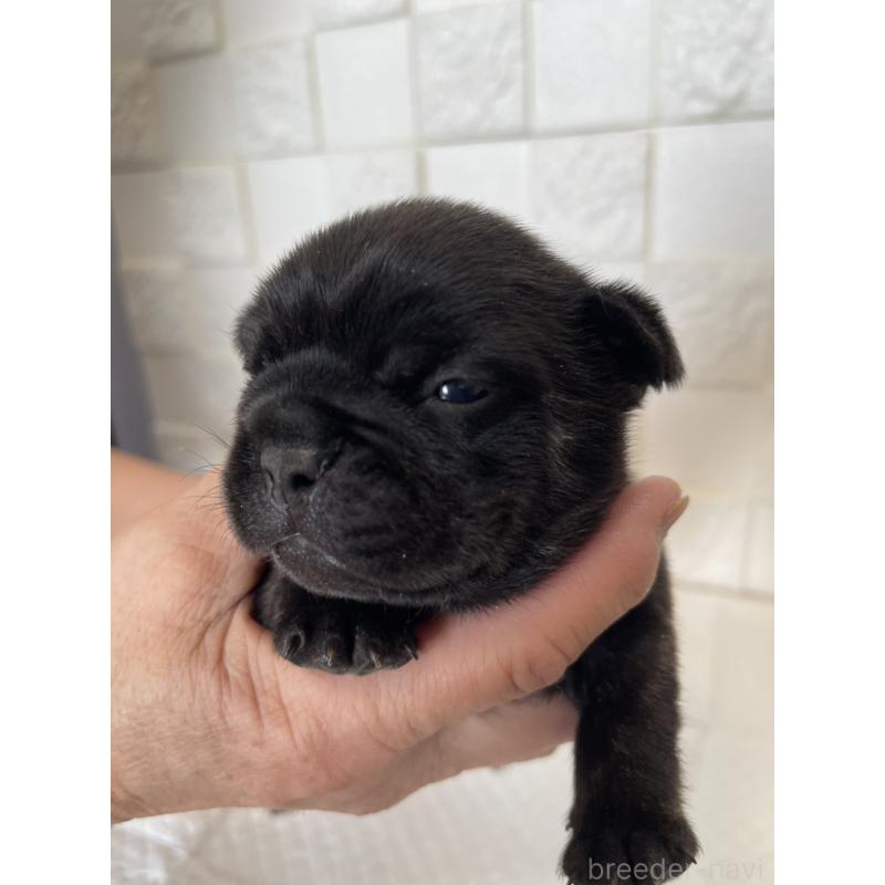 販売中の群馬県のフレンチブルドッグ-438442の4枚目