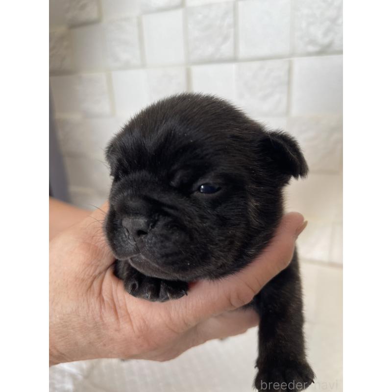 販売中の群馬県のフレンチブルドッグ-438442の3枚目