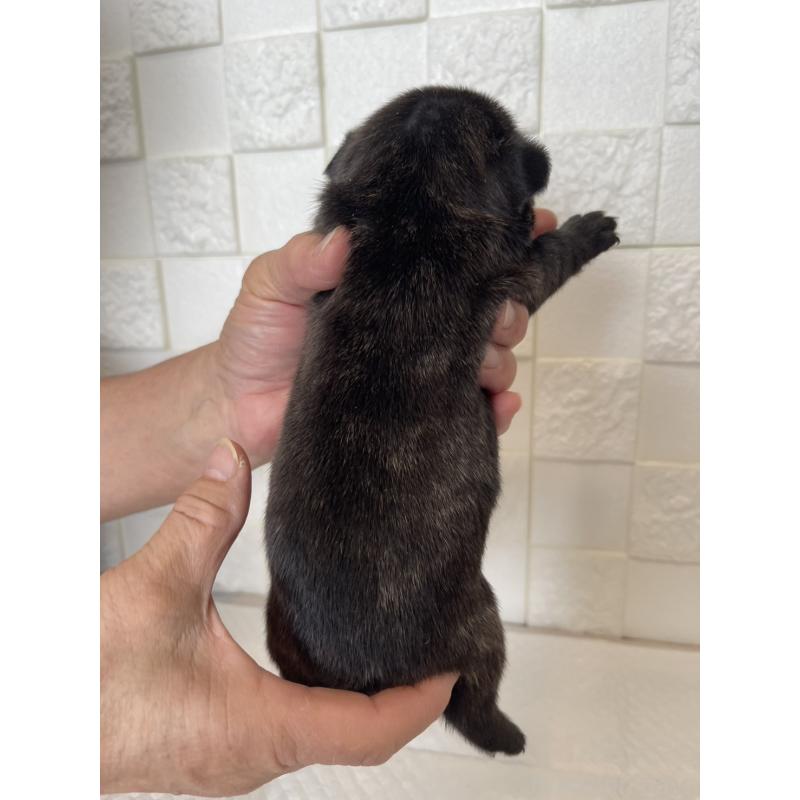 販売中の群馬県のフレンチブルドッグ-438442の2枚目