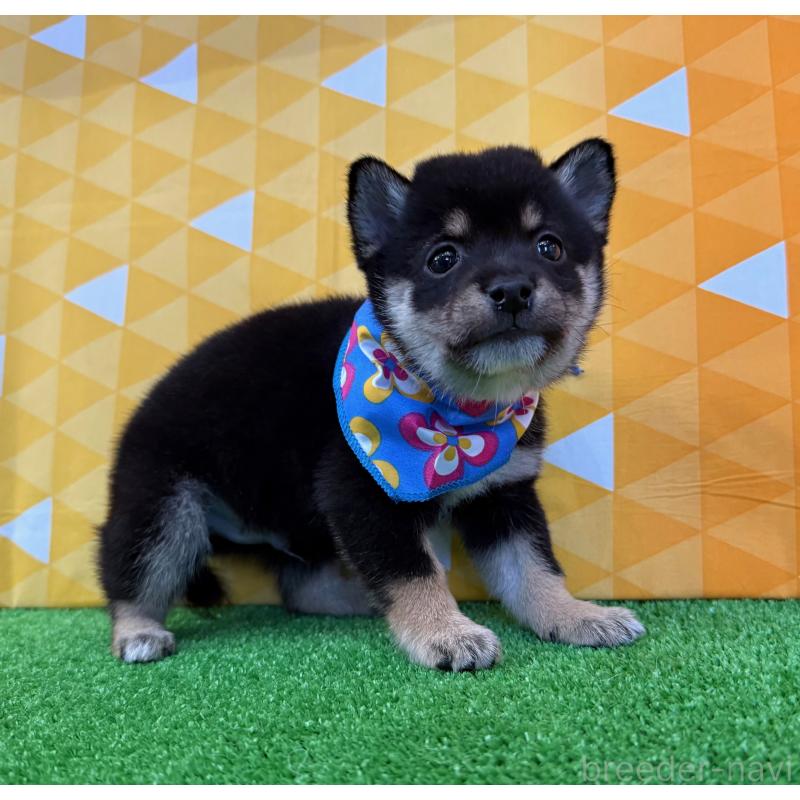 販売中の神奈川県の豆柴-438448の4枚目