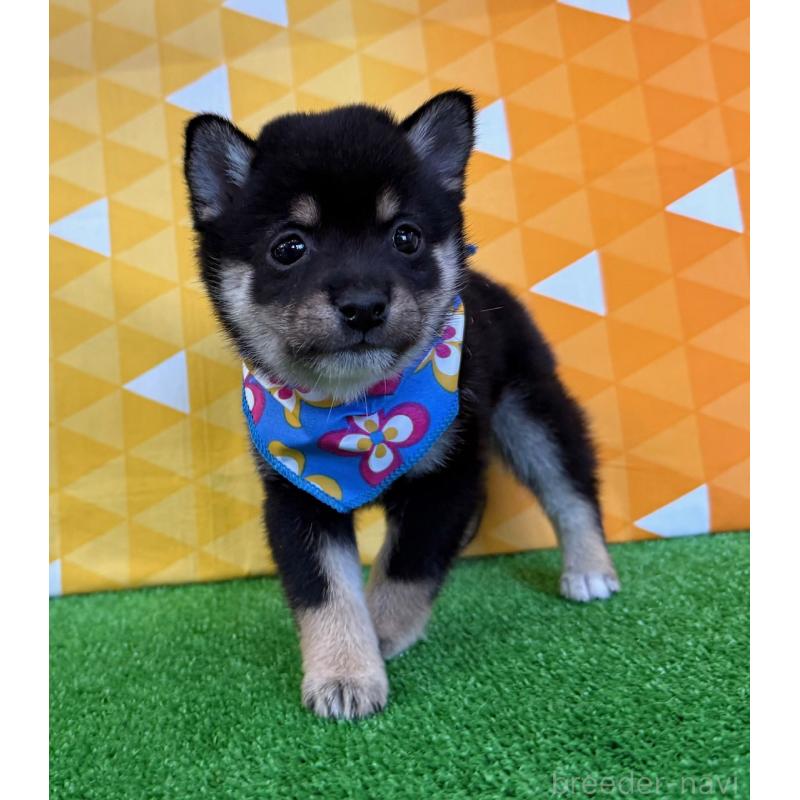 販売中の神奈川県の豆柴-438448の3枚目